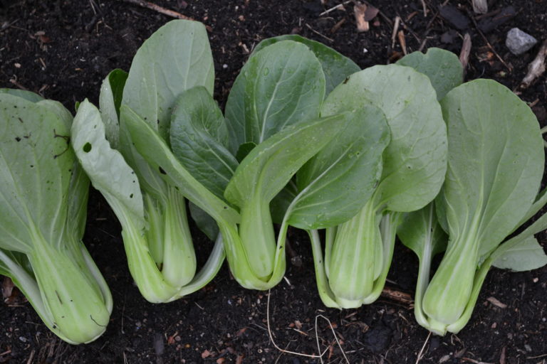 How To Grow Bok Choy Microgreens Sara S Kitchen Garden