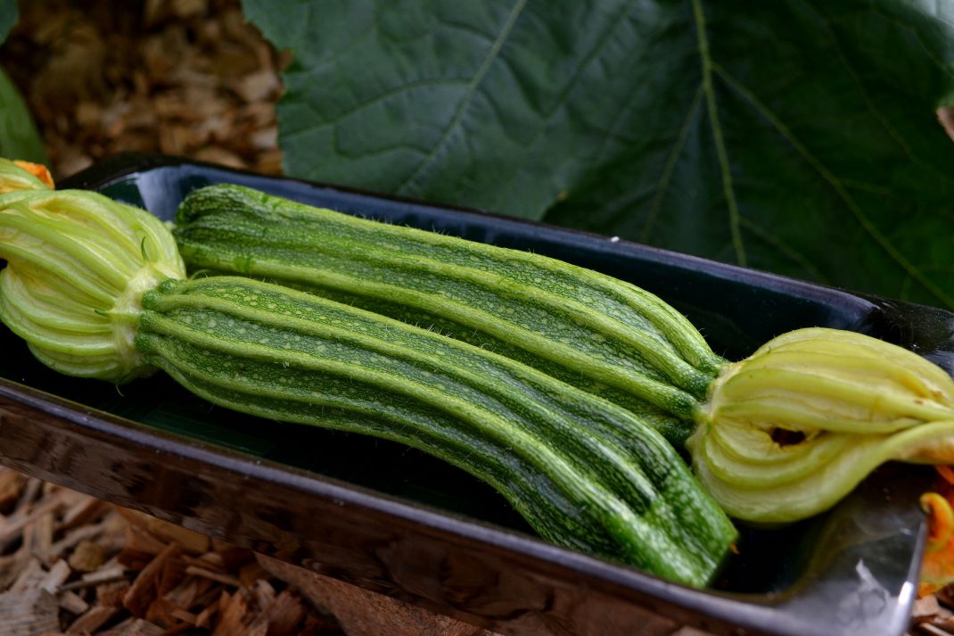 Två nyskördade squash ligger på ett fat. Freeze zucchini, two newly harvested vegetables.
