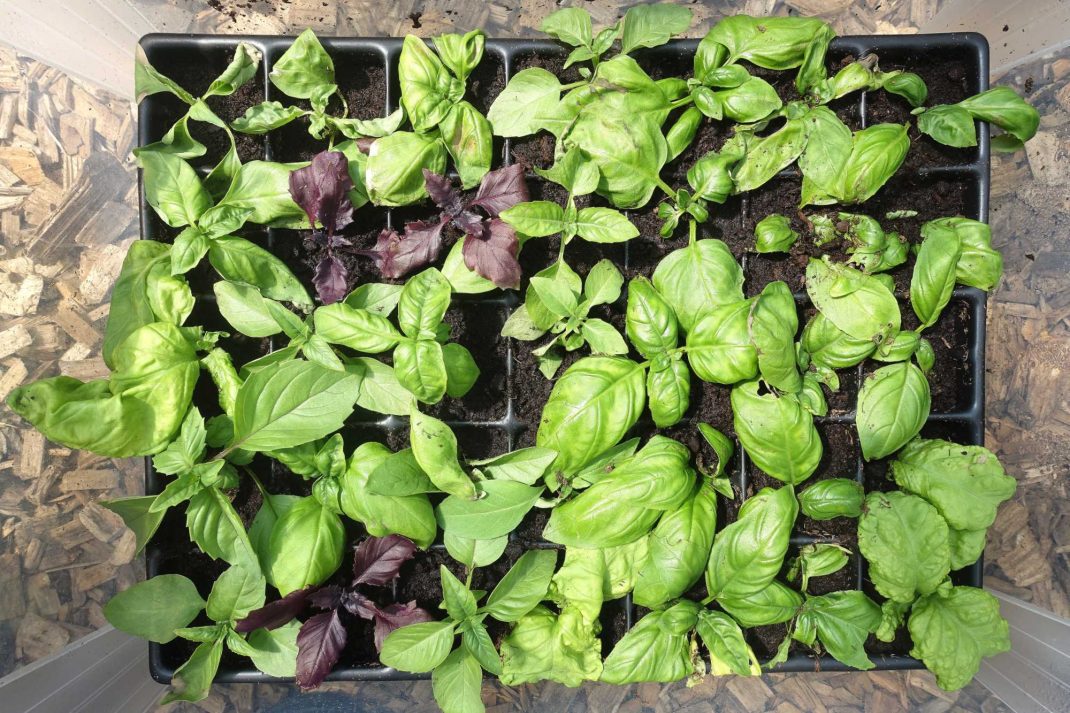 Plastback med sticklingar i. Plastic container with basil cuttings. 