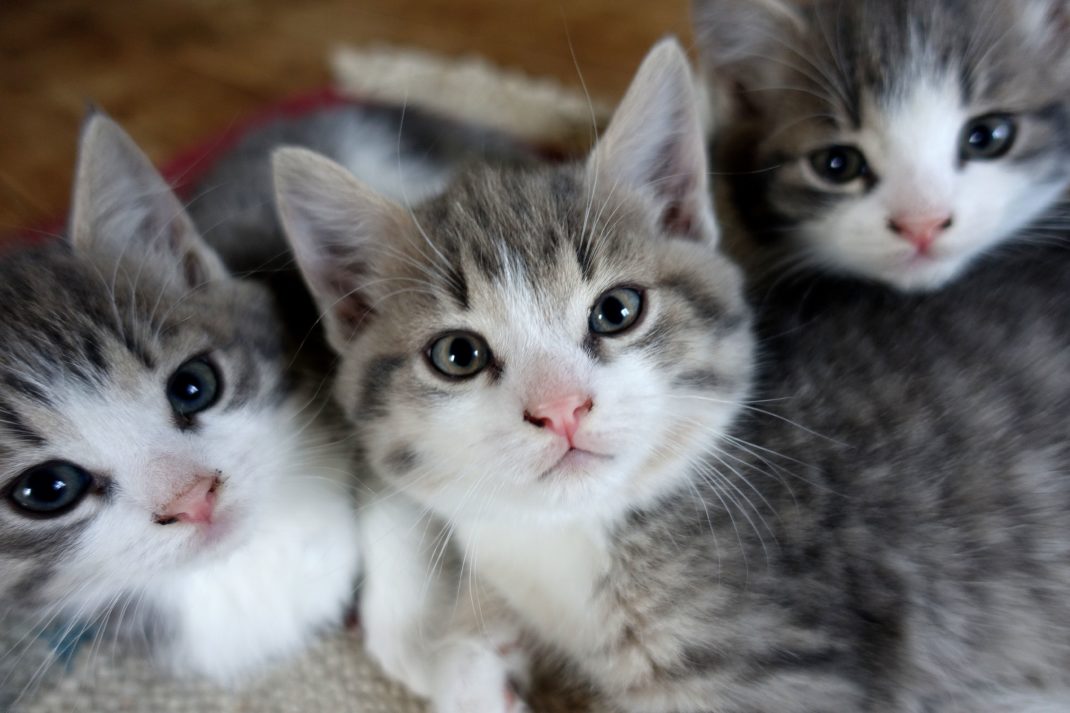 Tre näpna små kattungar i grått och vitt bredvid varandra, alla tittar i kameran. How to housetrain kittens, three little balls of fur. 