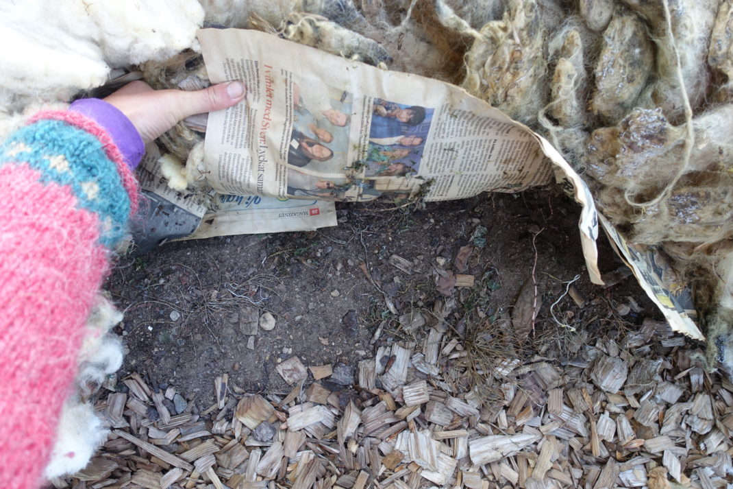 En arm med stickad tröja lyfter upp både tidningar och ull och visar jorden under. Mulching with wool, showng the soil underneath. 