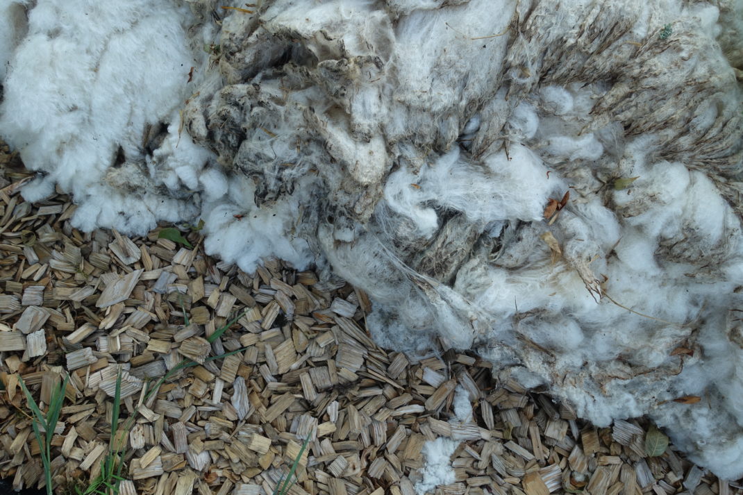 En bild sedd ovanifrån på flis till vänster och ull till höger. Mulching with wool, wood chips and wool. 