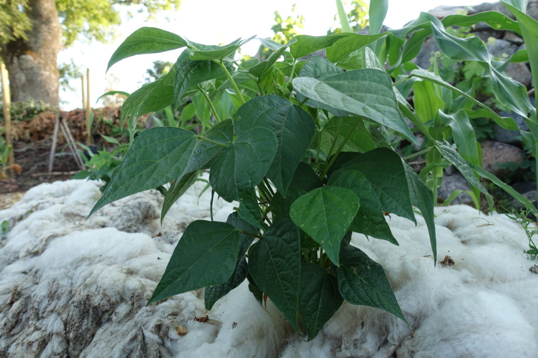 Närbild på en bönplanta omgiven av fluffig ljus ull. Mulching with wool, a bean plant surrounded by fluffy wool. 