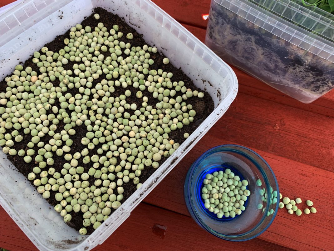 En sådd av ärter sedd ovanifrån med gröna ärter som ligger tätt på jorden. Grow pea shoots indoors, sowing seen from above.