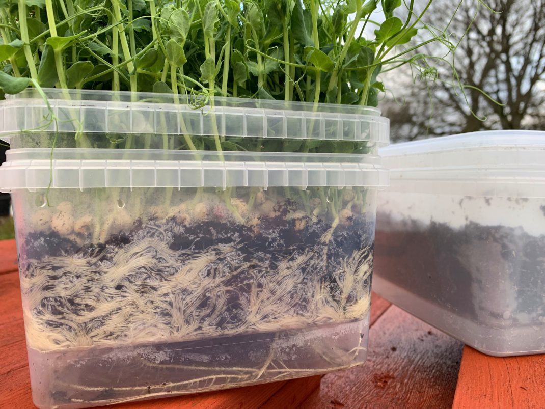 Närbild på en plastlåda med massa rötter inuti och gröna ärtskott upptill. Grow pea shoots indoors.