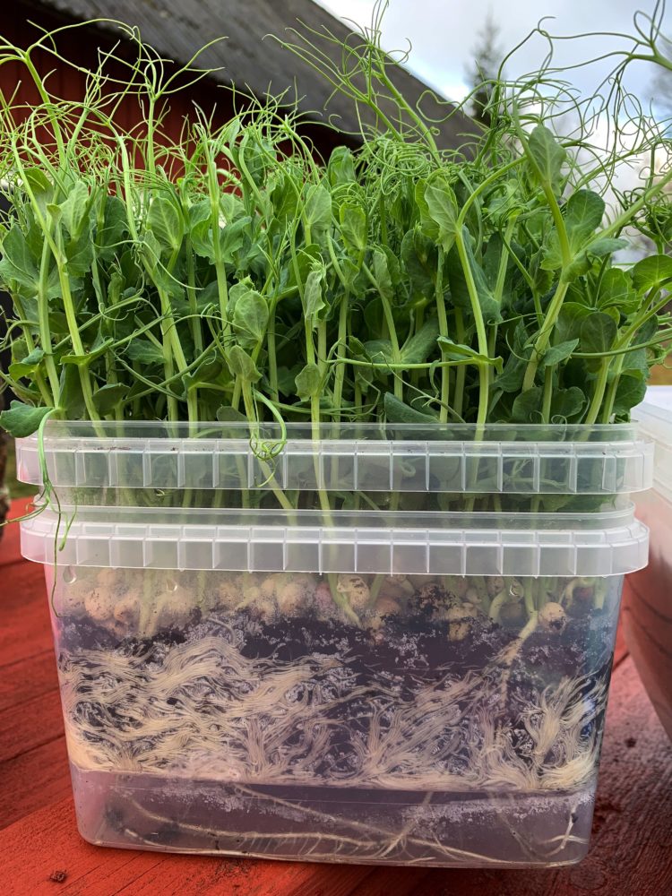 En bild på den genomskinliga lådan, med två på höjden, rötter och gröna ärtskott. Grow pea shoots indoors.