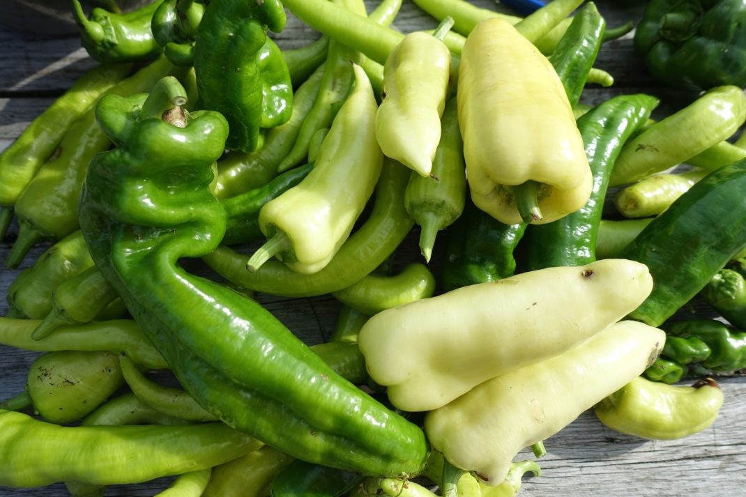 Närbild på omogna paprikor i gult och grönt. Ripen bell peppers indoors. Unripe bell peppers.