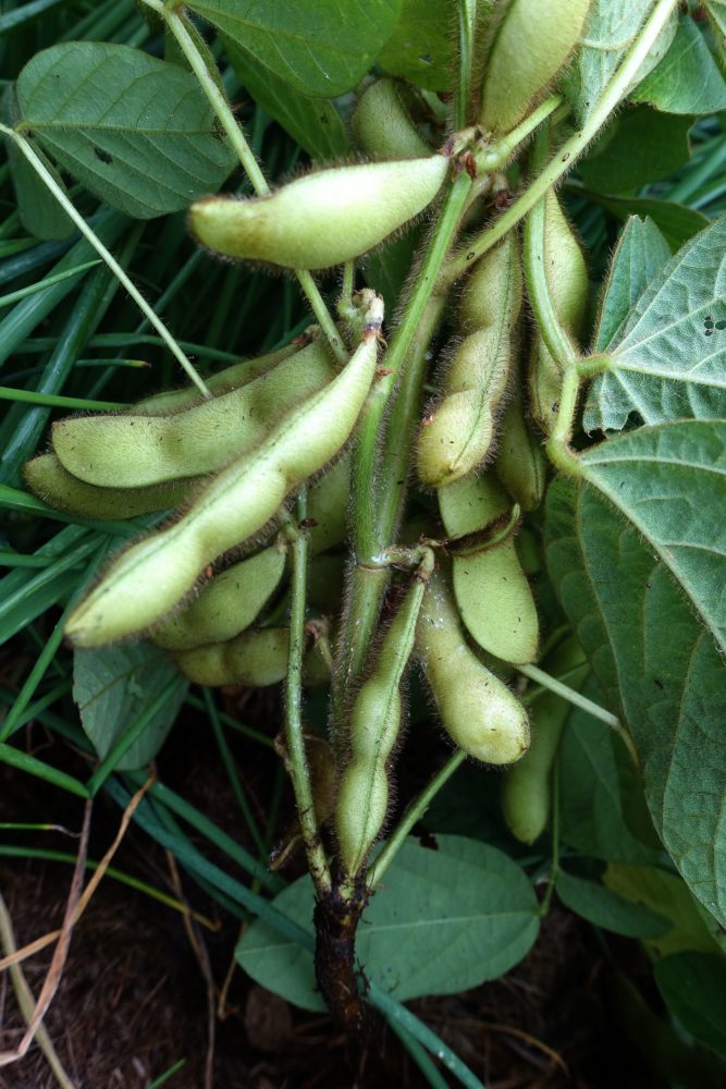 Närbild på bönor som hänger på en planta. Midori giant, close-up of the plant. 