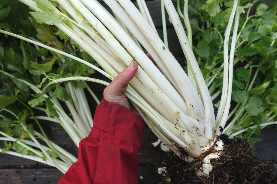 Saras hand håller en del av plantan, med vita smala selleristjälkar. Chinese white celery, a hand holding the stalks. 