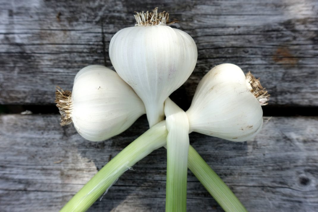 början till en vitlöksfläta med tre vitlökar på ett bord. Starting a garlic braid. 
