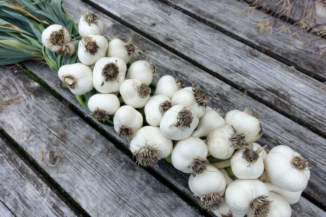 En vacker vitlöksfläta med vita vitlökar. A beautiful garlic braid, bone white garlic bulbs. 