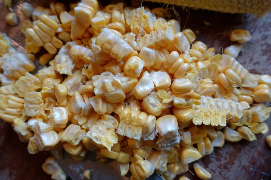 En hög med gula majskorn. Freezing homegrown corn, a pile of yellow corn kernels. 