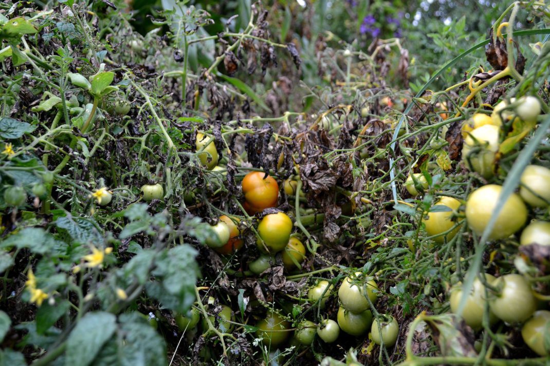 Tomater med mörkt brun blas. Late blight, tomatoes with brown leaves. 