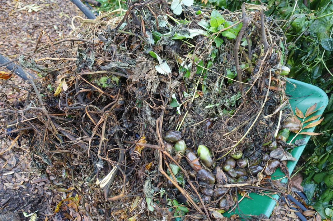En skottkärra fullt med bladmögeldrabbade växtdelar från tomat. Late blight and composting, a wheelbarrow filled with affected plant parts. 