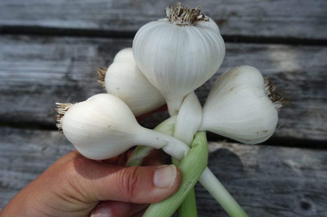 En hand håller i en knippe lök där blasten flätas. Garlic braid, a hand holding the leaves. 