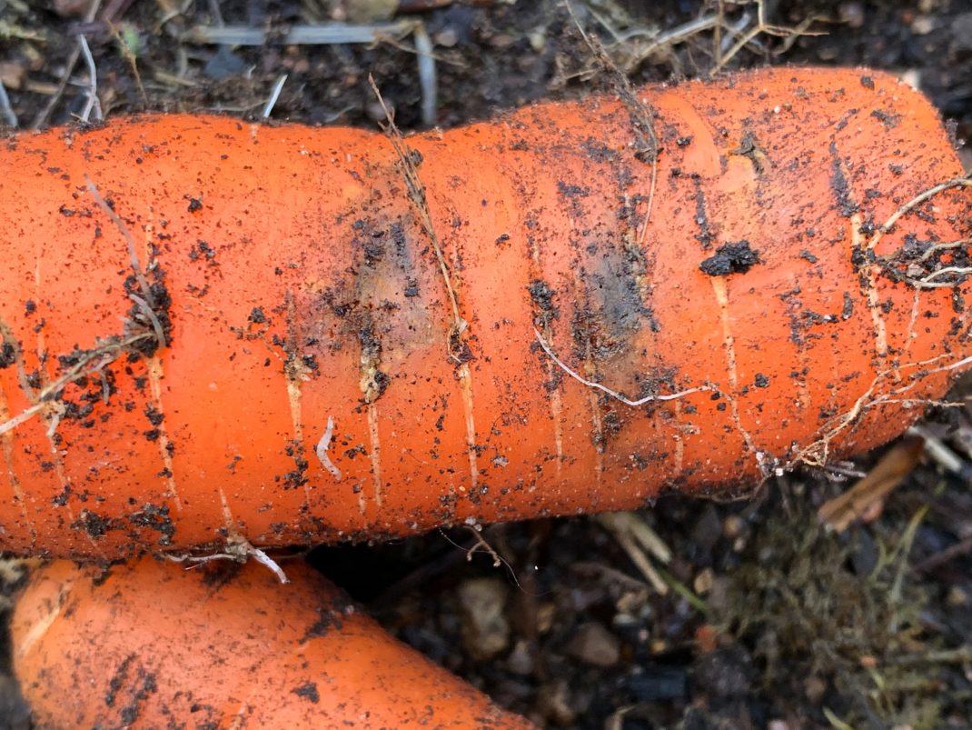 Närbild på angripen morot med bruna fläckar. Carrot fly infestation, close-up of an affected carrot. 