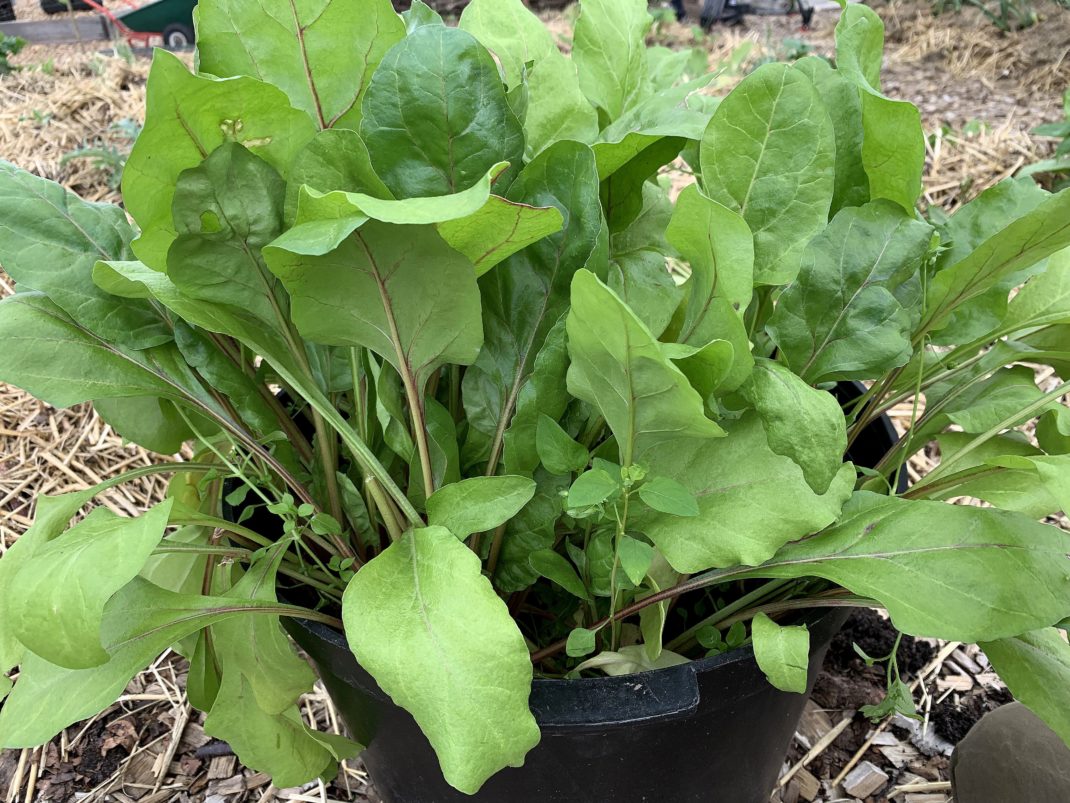 En kruka med frodig blast av betor. Winter-sowing beets, a large pot showing beet greens.