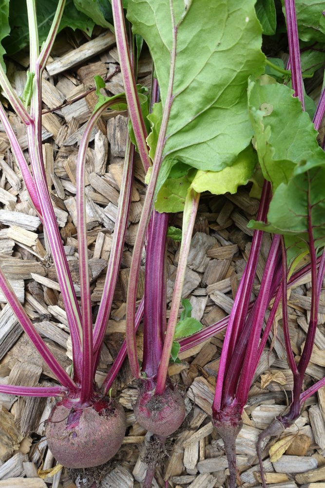 Bild på rödbetor i olika storlekar där nästan alla betor har en kraftig blomstängel. Winter-sowing beets, beets with flower stalk