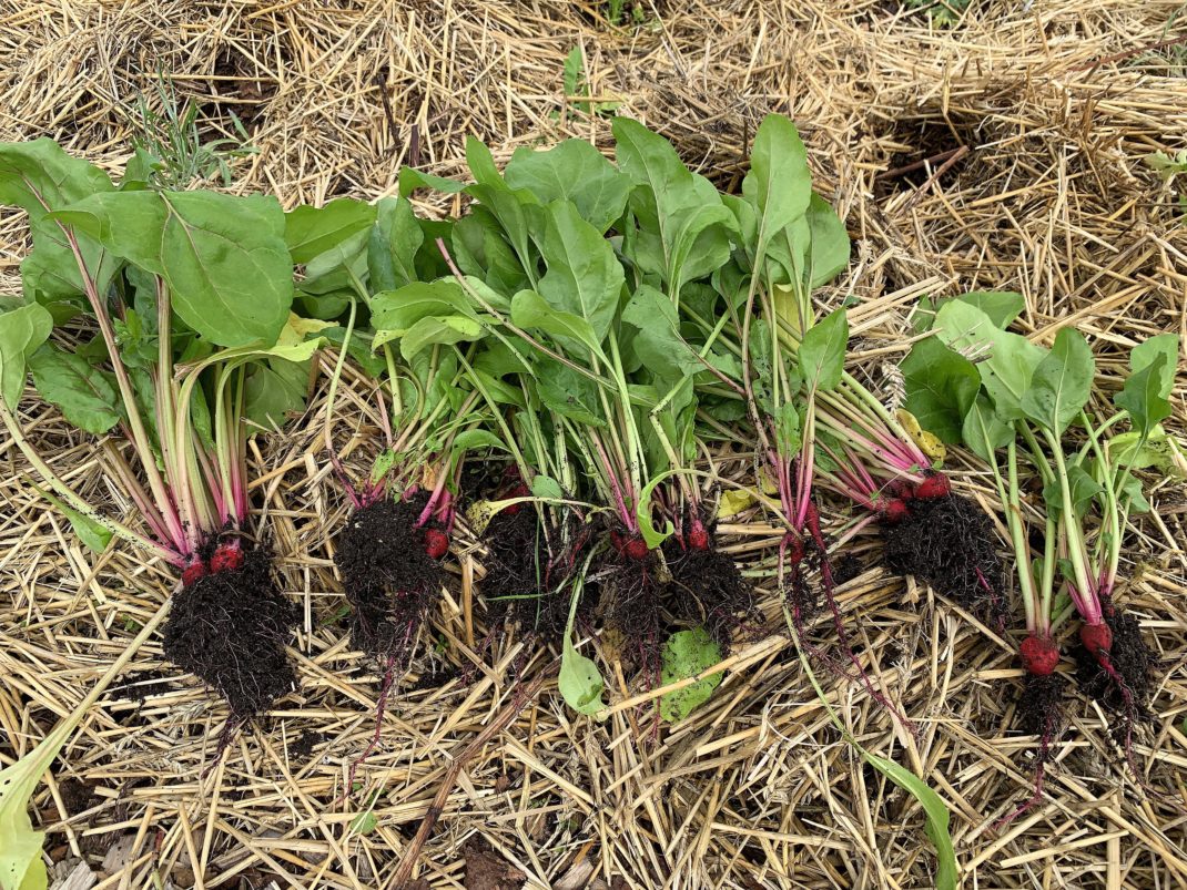 Små plantor av betor ligger i kluster på halm. Winter-sowing beets, little plants on straw. 