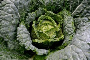 En grön kålplanta med huvud i mitten fyller ut hela bilden.