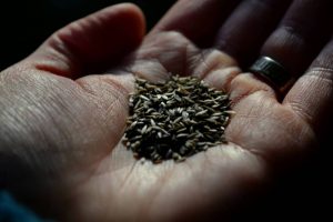 En  hand med sallatsfrön.