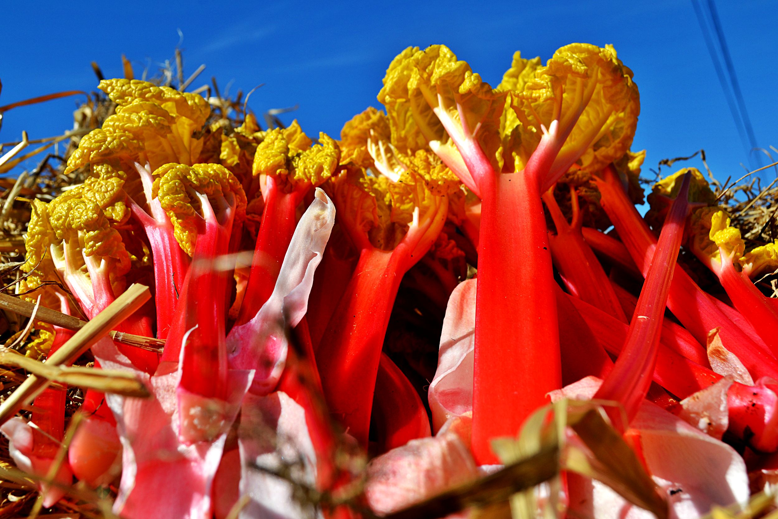 Rabarber skördade i april 2015. Forced rhubarb, harvested in april 2015.