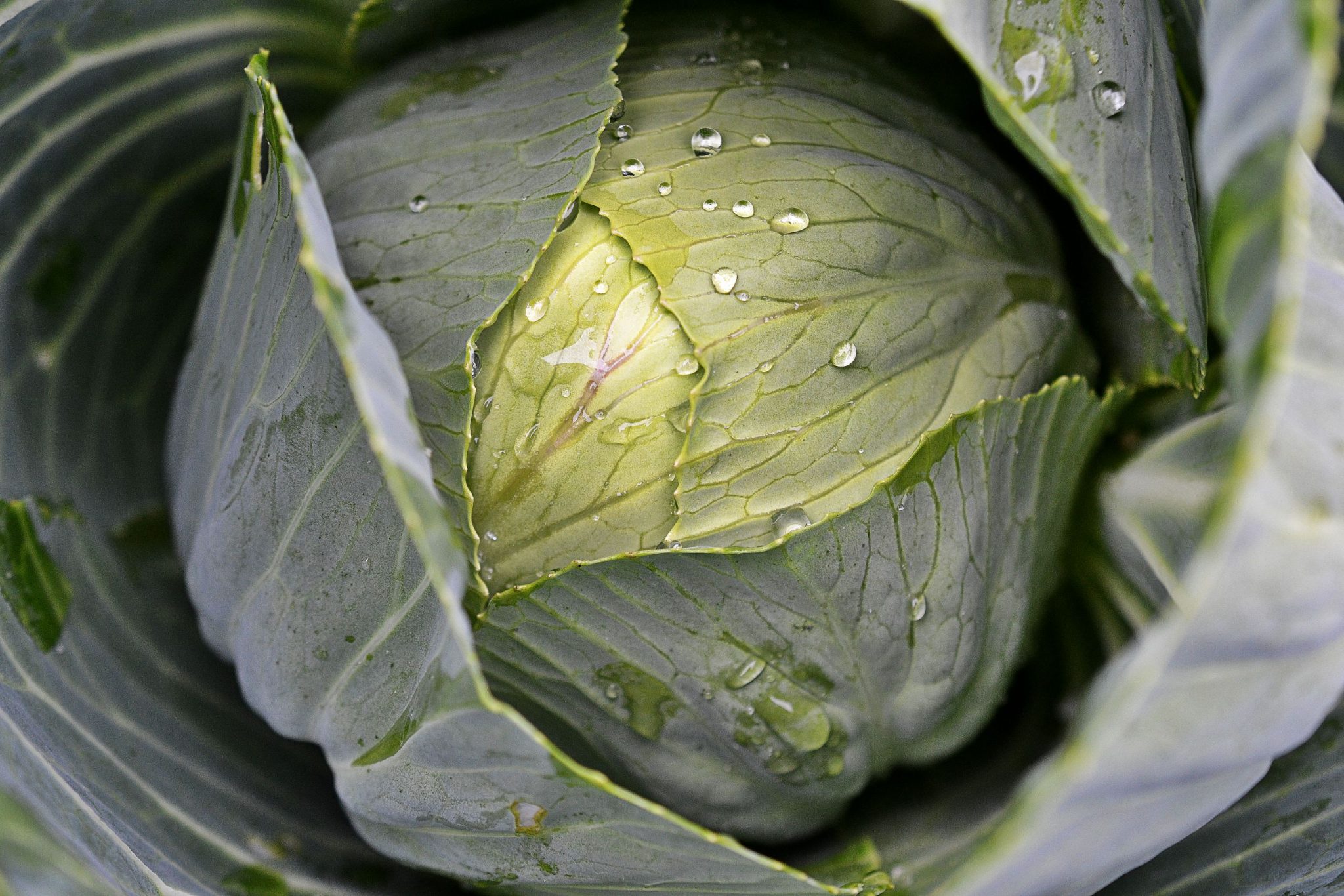 10 Cabbage Varieties and How To Use Them – Sara's Kitchen Garden