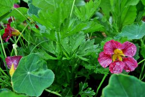 Rosa krasse i en plantering tillsammans med stjälkselleri.