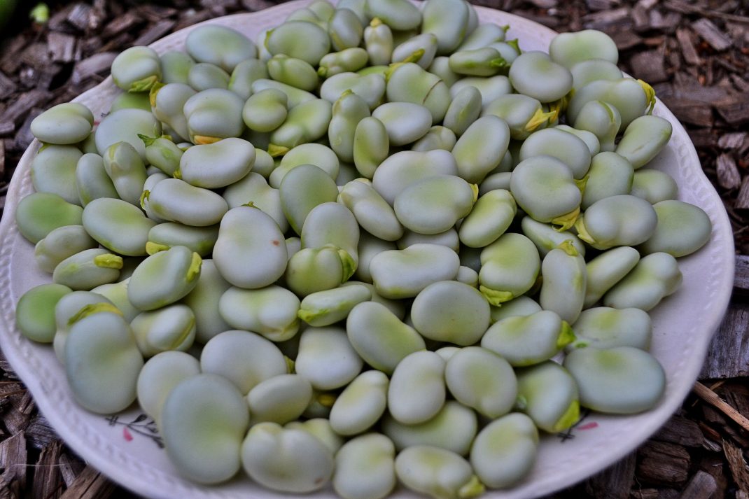 Growing fava beans early in the season Sara's Kitchen Garden