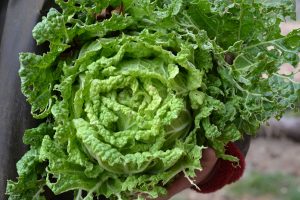 En nyskördad planta av salladskål hålls under armen.