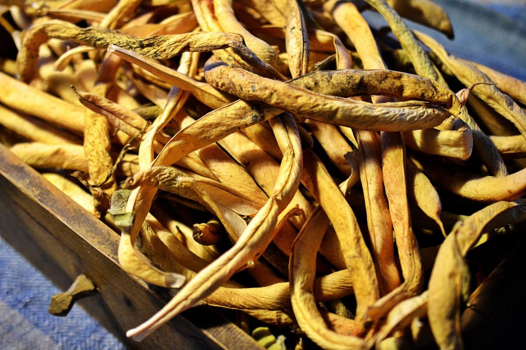 How to store dried beans long term Sara's Kitchen Garden