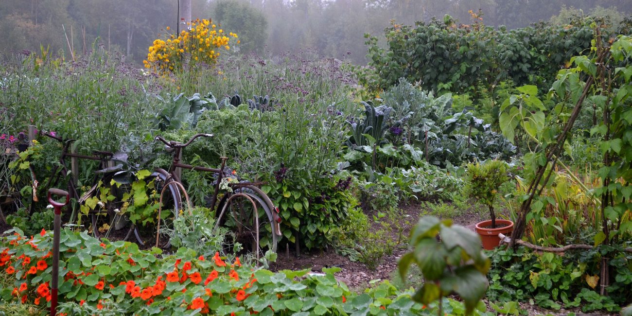 En överblick över en dimmig, prunkande köksträdgård med blommor i orange och gult.