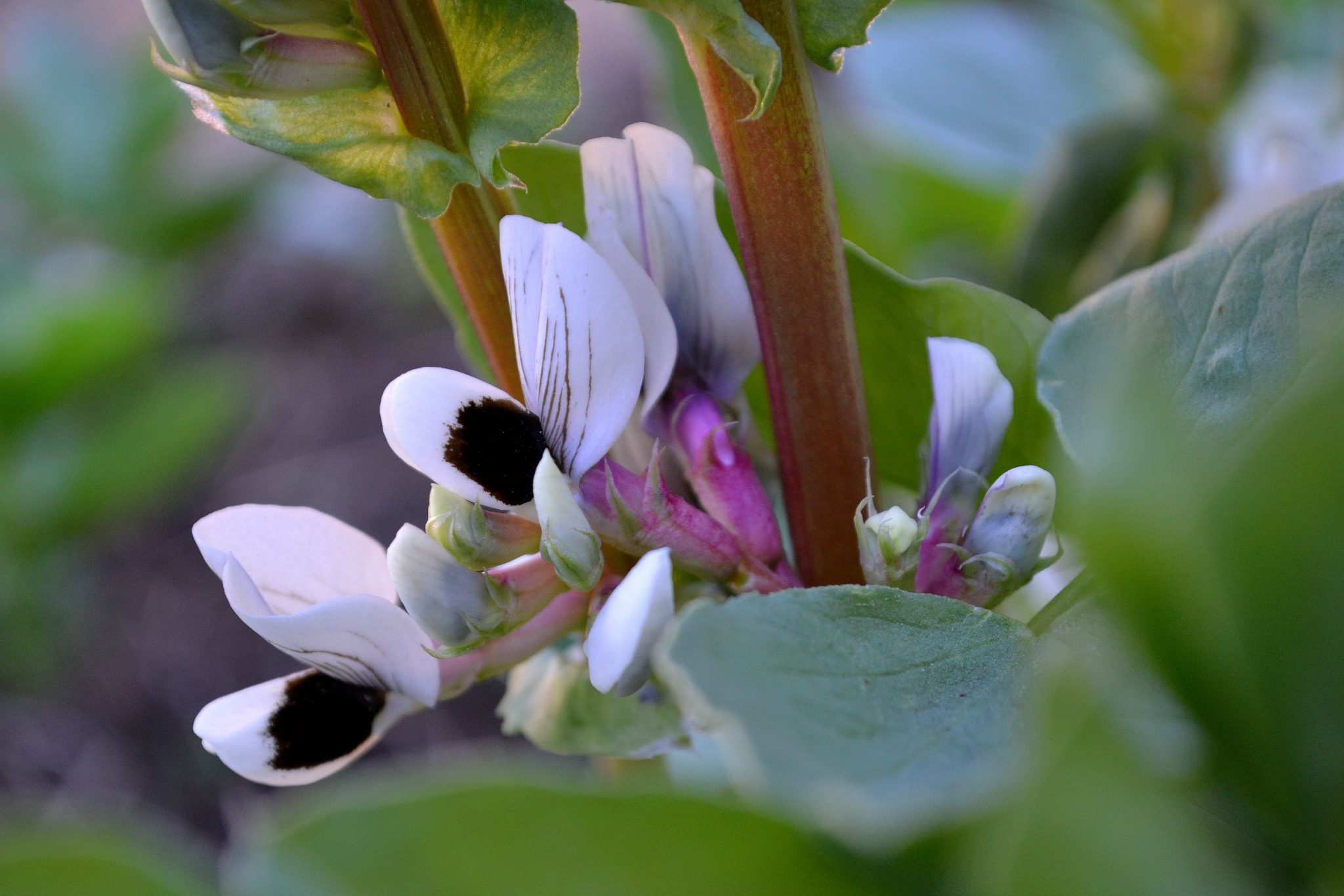 Growing fava beans early in the season Sara's Kitchen Garden