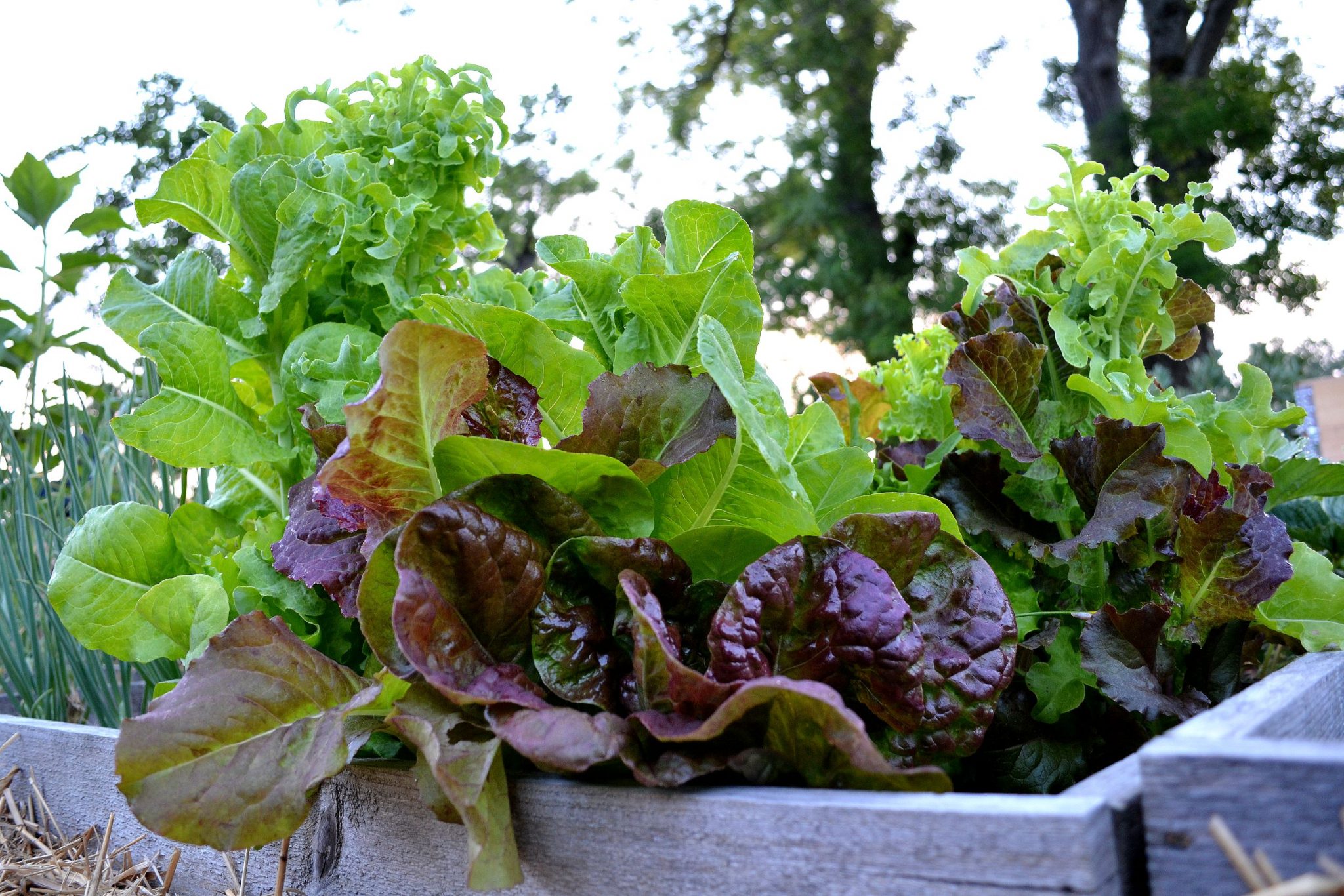 Growing lettuce which lettuce should you pick? Sara Bäckmo