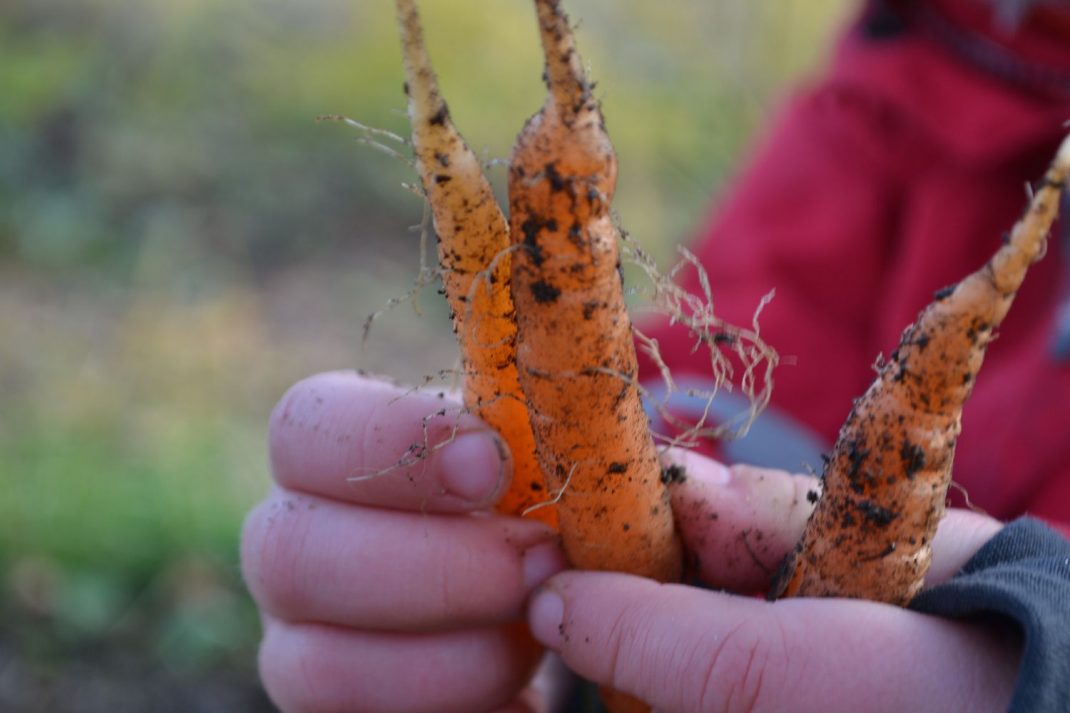 Sommarmorötter i ett litet barns hand. Growing carrots all year round, summer carrots in one of the children's hands. 