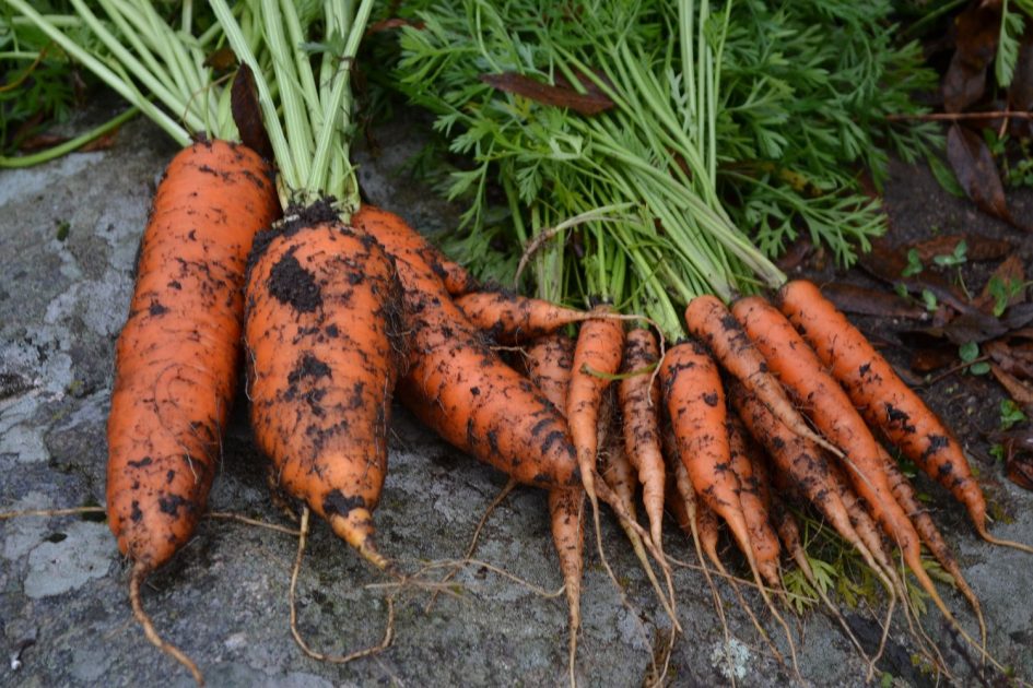 Growing carrots all year round Sara's Kitchen Garden