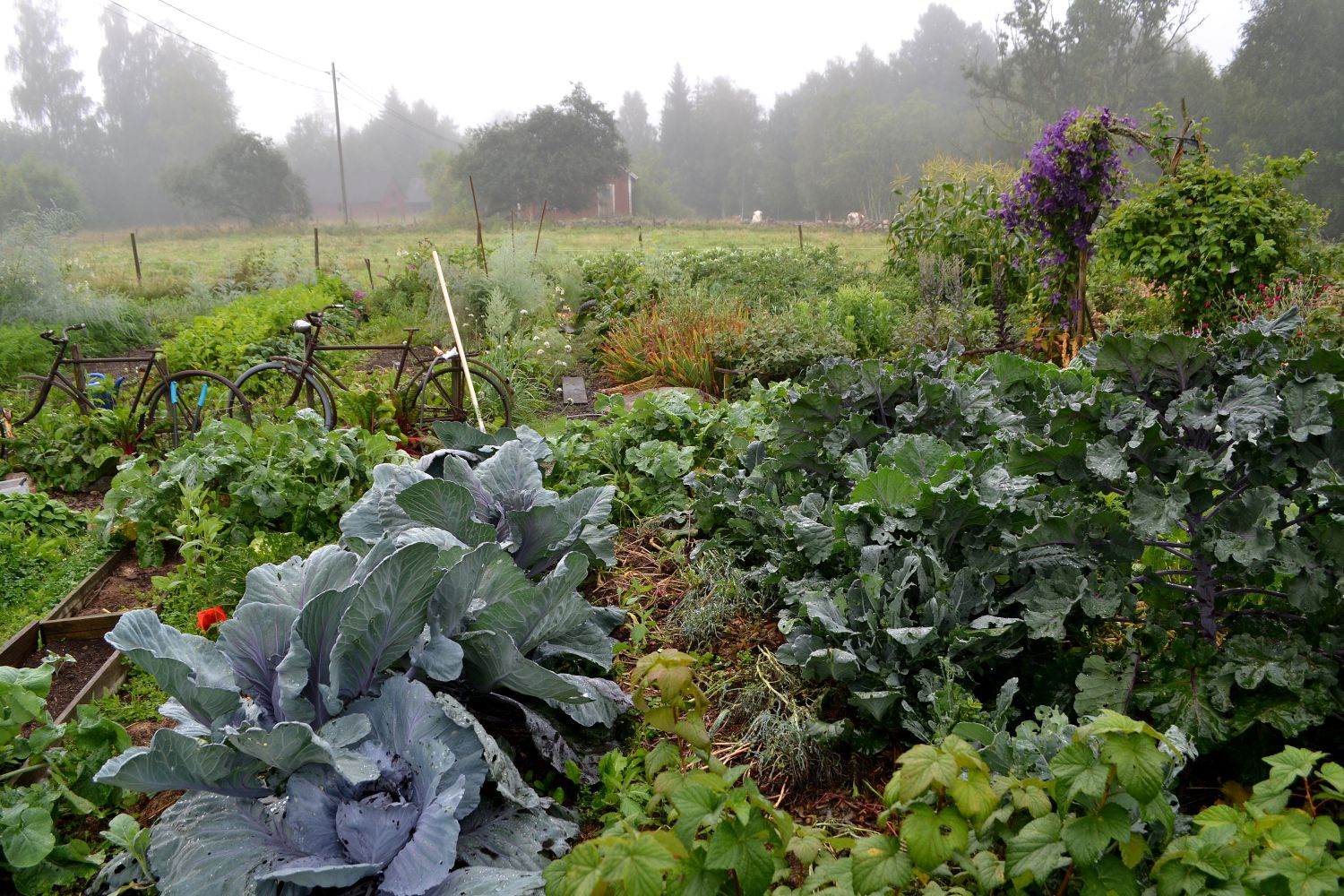 My Lovely Red Cabbage - Sara Bäckmo