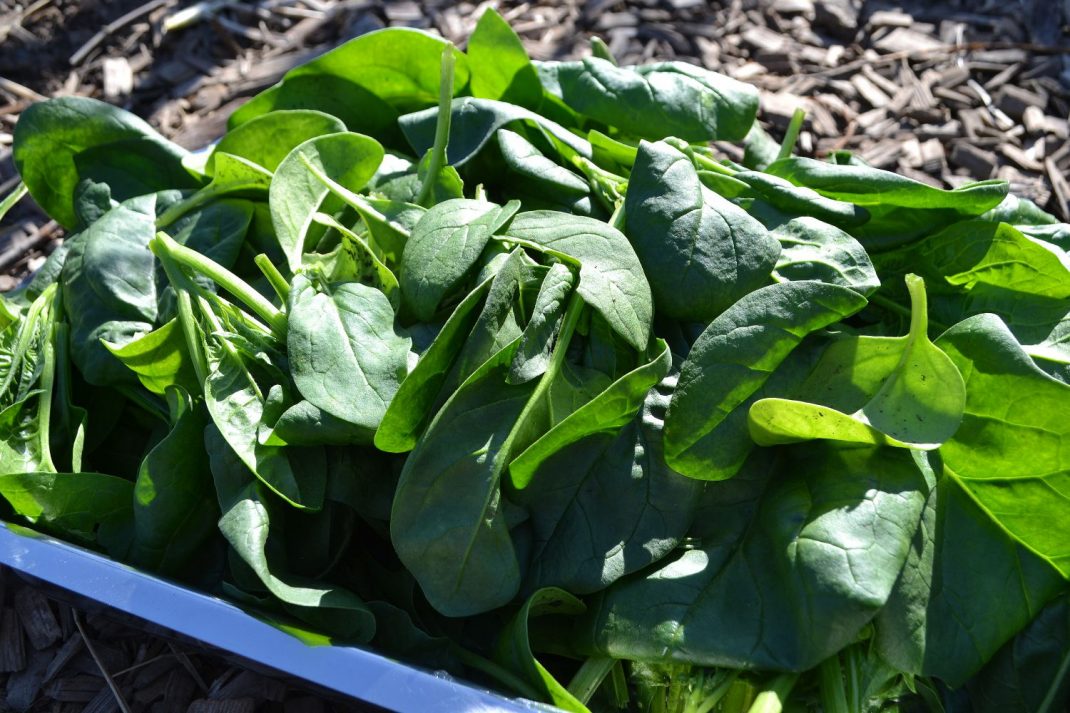 A plate of spinach leaves. 