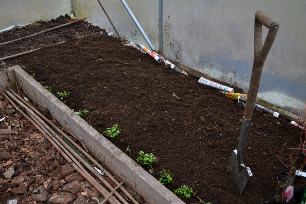 How to get rid of couch grass Sara at Skillnaden's