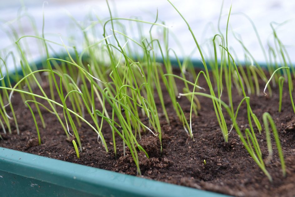 Growing alliums from seeds