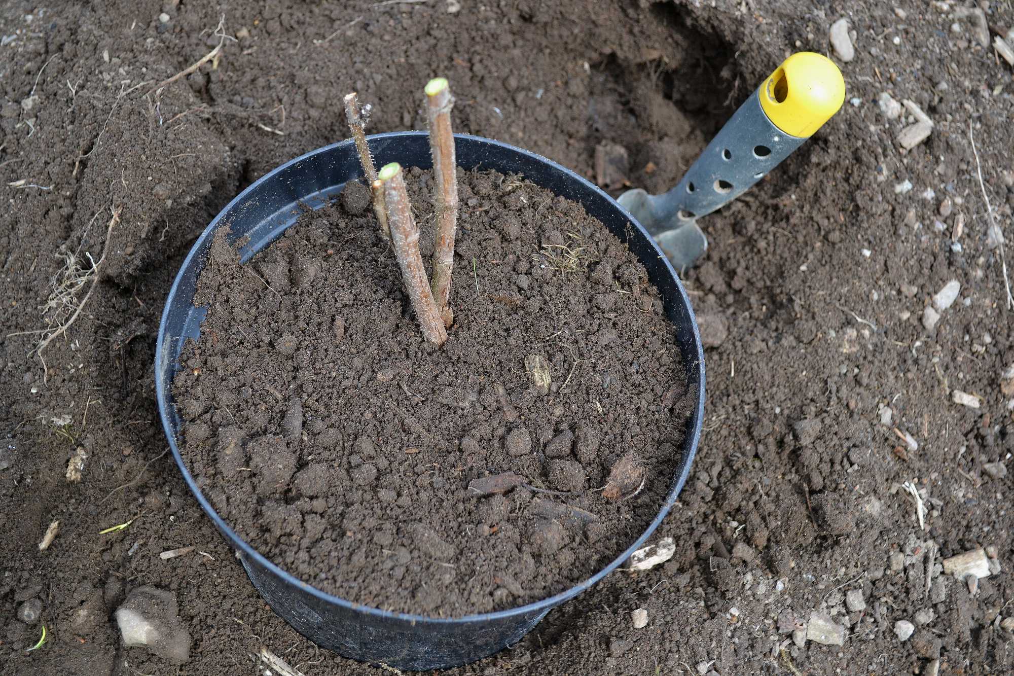 How to propagate raspberries – Sara at Skillnaden's