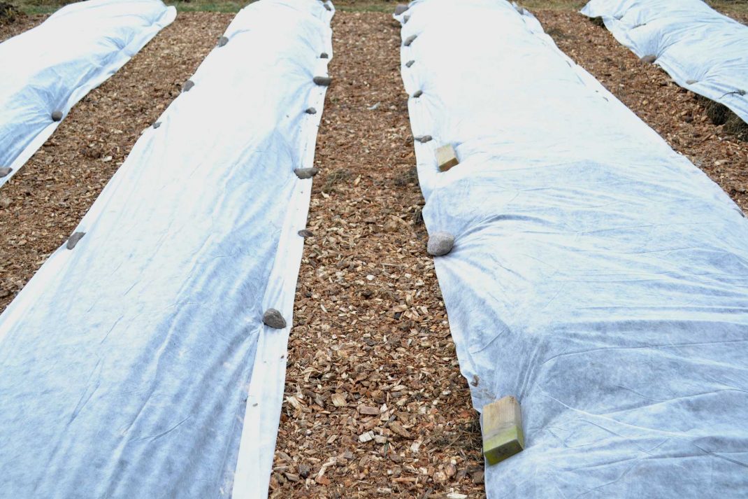 My wood chip garden paths Sara at Skillnaden's