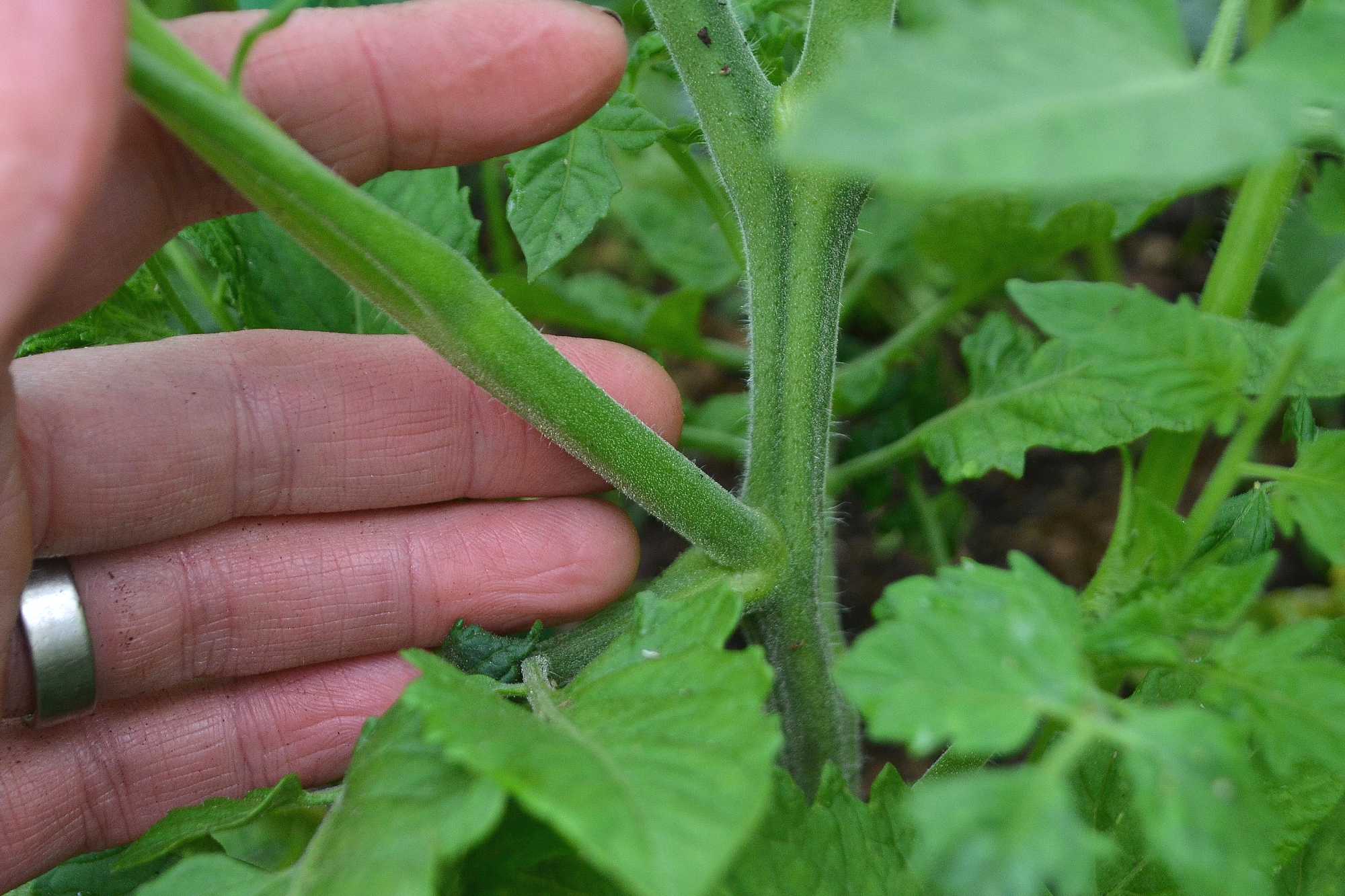 How to plant tomato suckers Sara�s Kitchen Garden