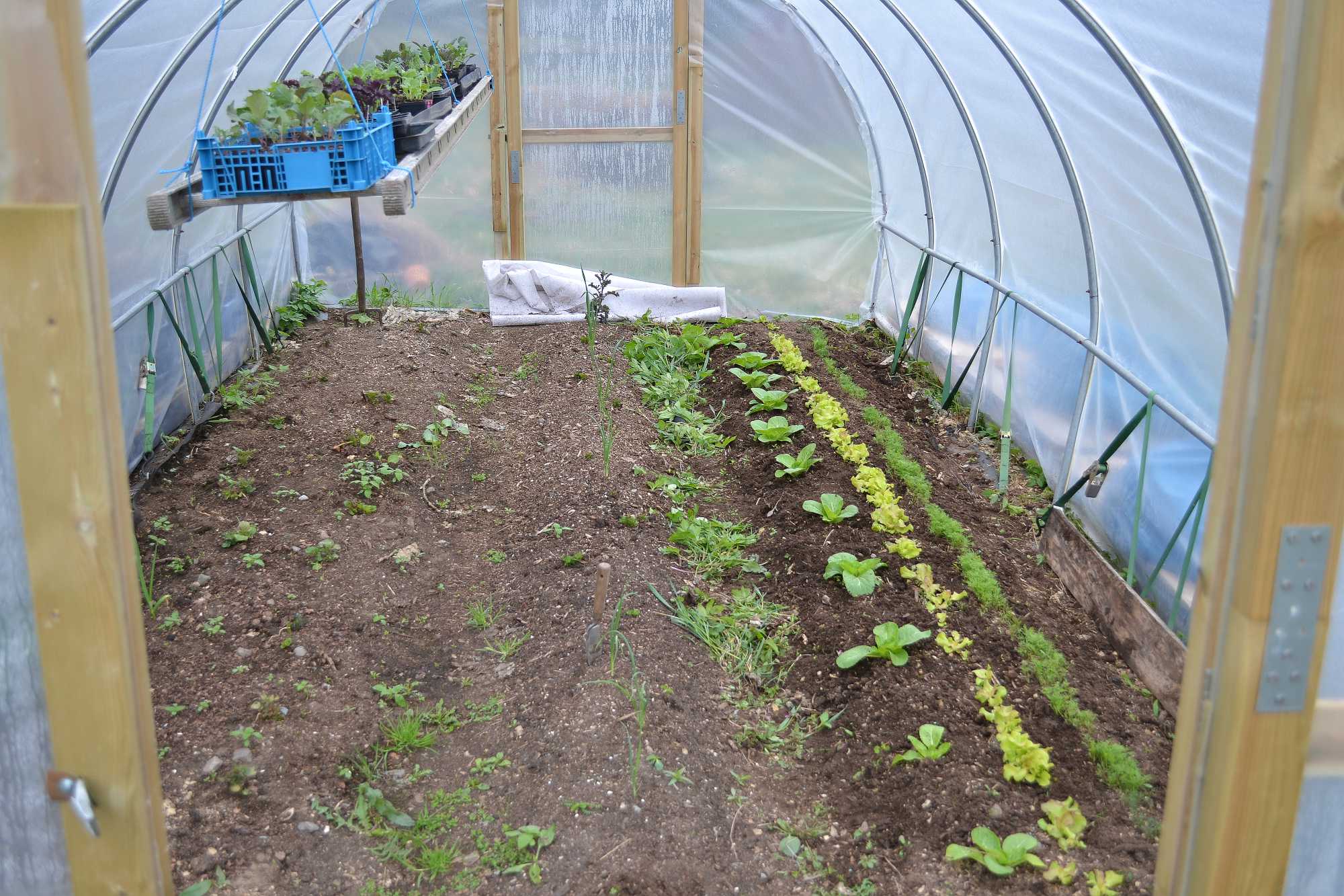 My beautiful polytunnel beds – Sara's Kitchen Garden