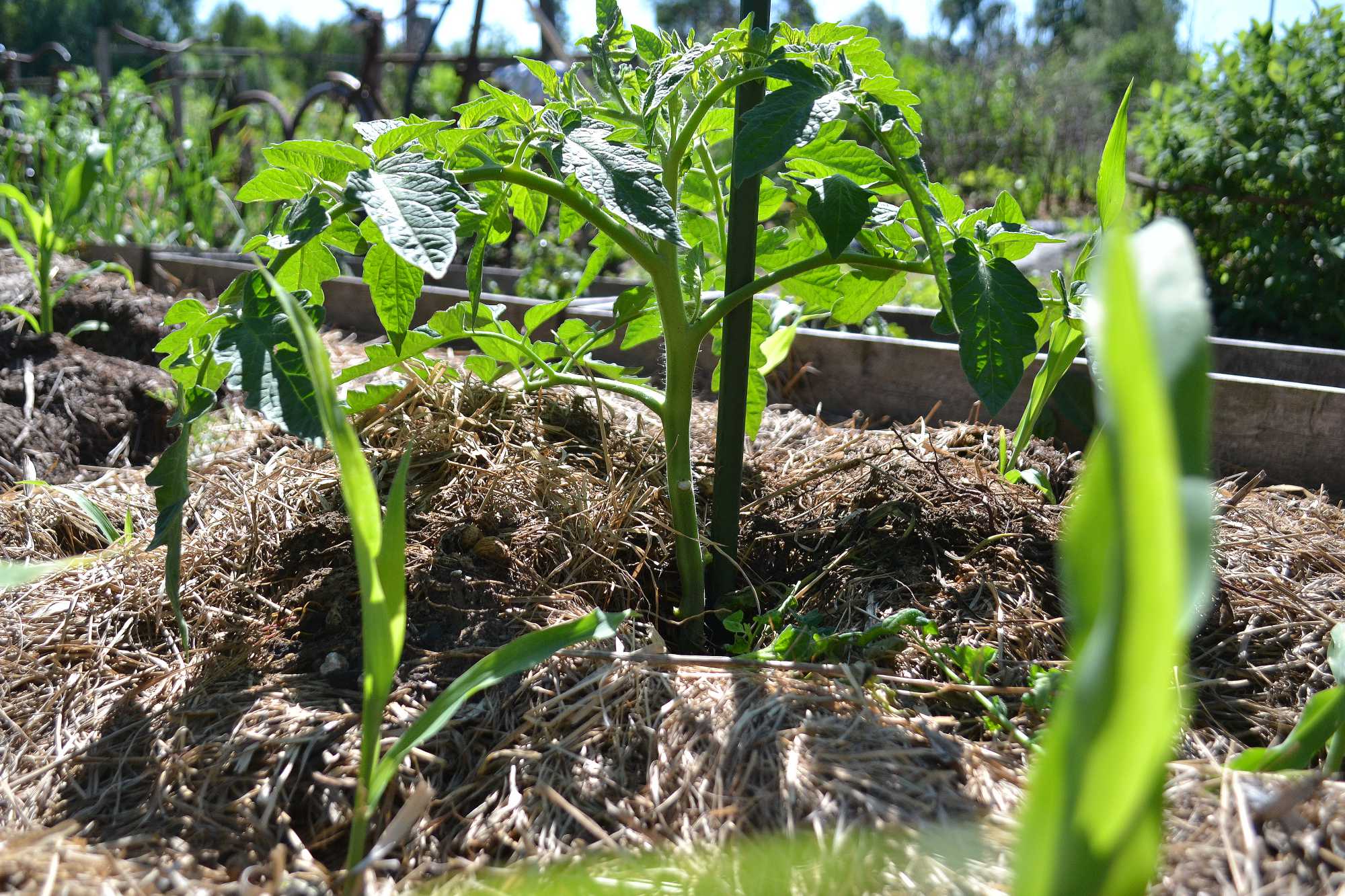 Cutting, pinching off and pruning tomato plants Sara�s