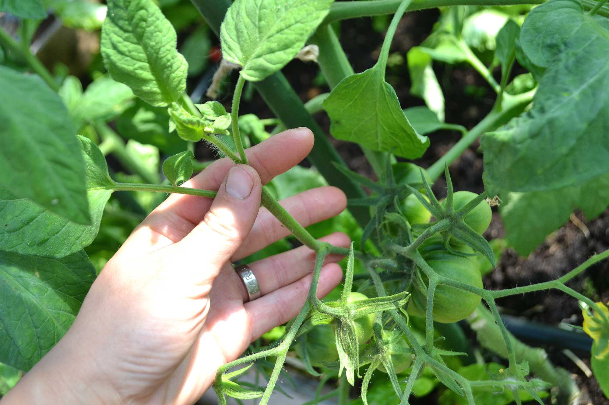 Cutting, pinching off and pruning tomato plants Sara�s