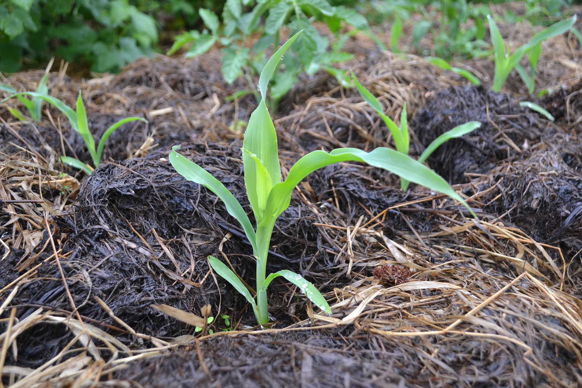Companion planting corn and tomatoes Sara at Skillnaden's
