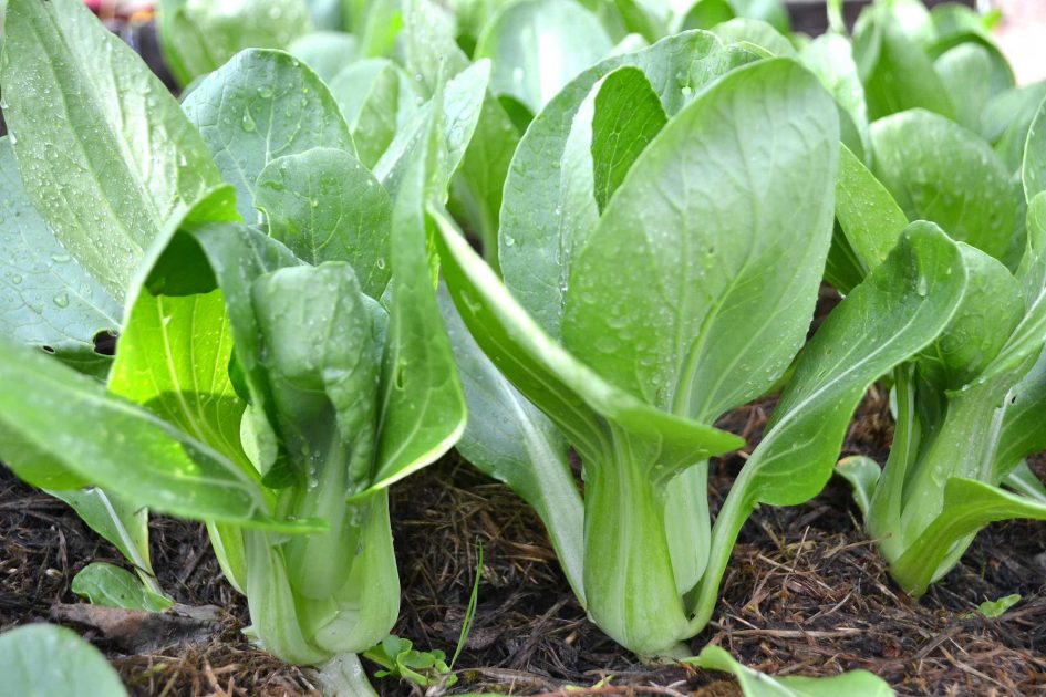 How to grow baby bok choy (pak choi) Sara's Kitchen Garden