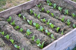 bild på pallkrage med många rader med små pack choi-plantor och gräsklipp emellan.