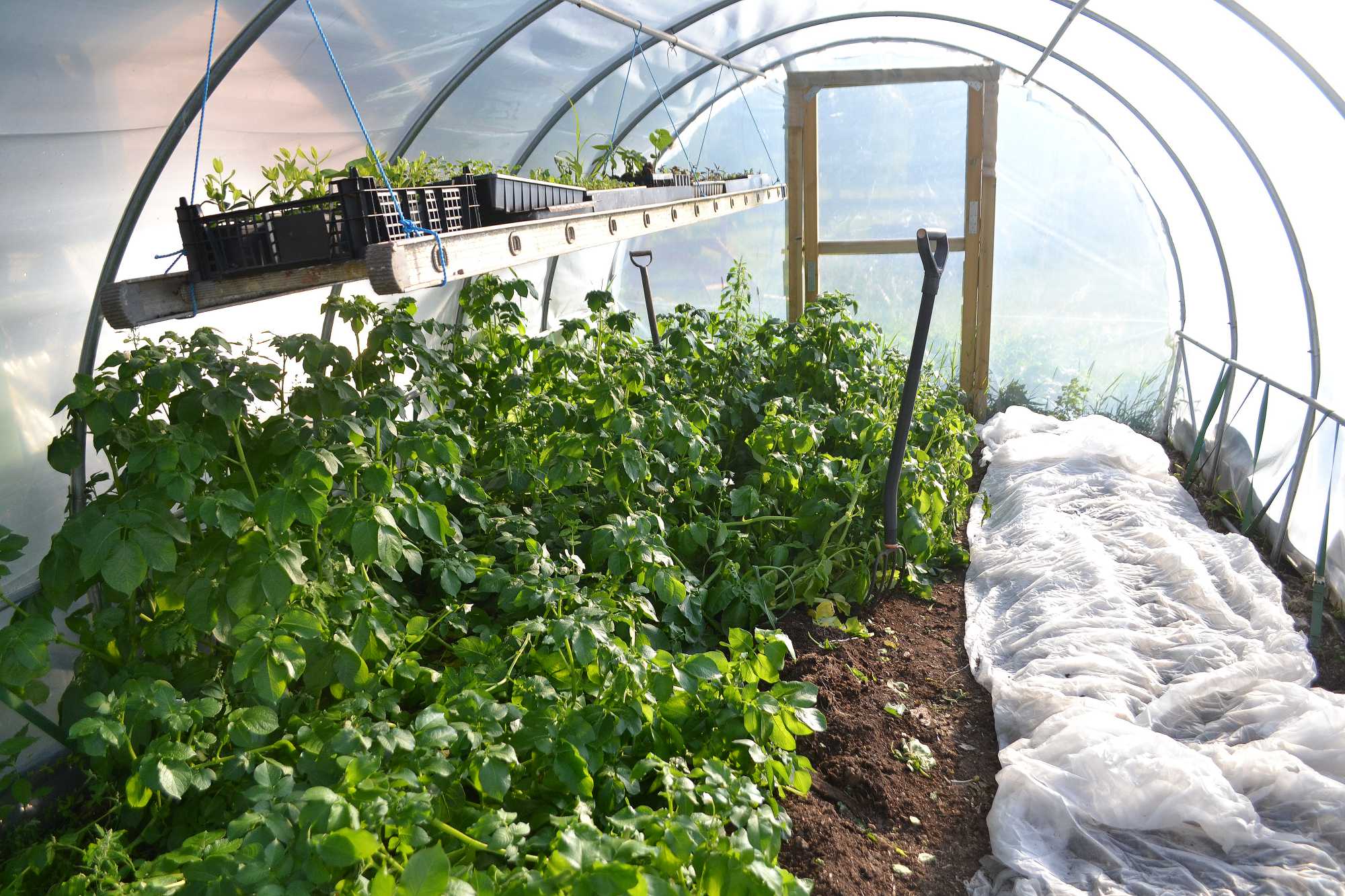 Flera rader potatis med hög blast. Potato plants, several rows of potatoes. 